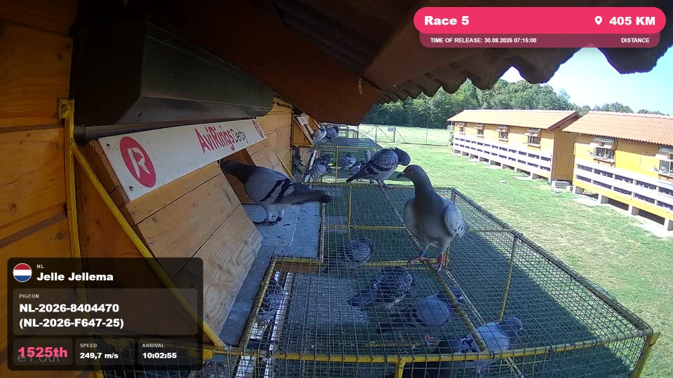 Pigeon Arrival Image For Race Race 5