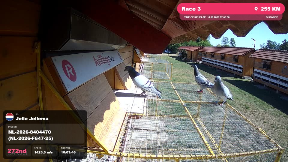 Pigeon Arrival Image For Race Race 3