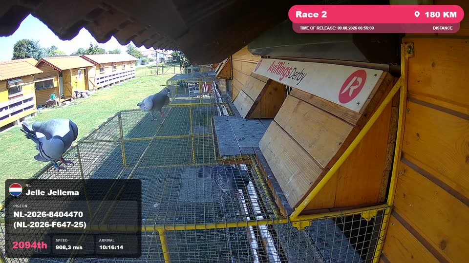 Pigeon Arrival Image For Race Race 2