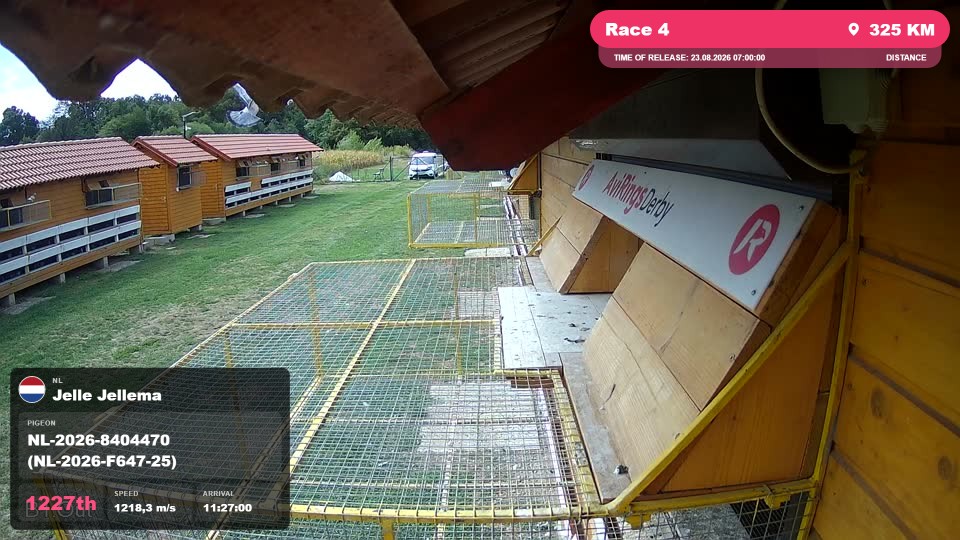 Pigeon Arrival Image For Race Race 4