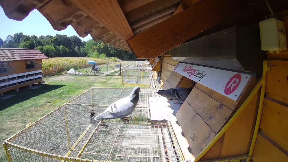Pigeon Arrival Image For Race Race 3