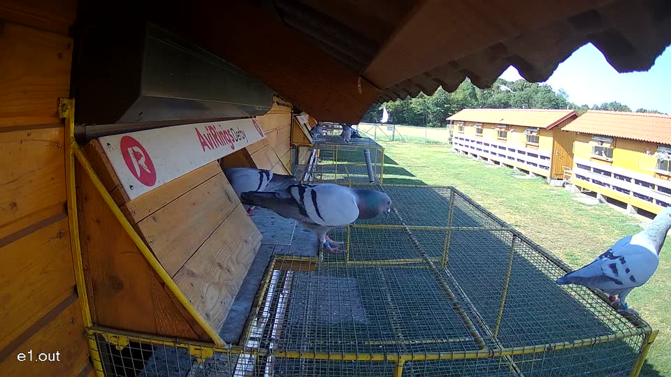 Pigeon Arrival Image For Race Race 2