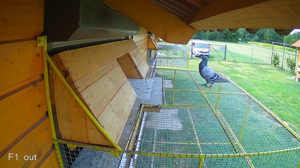 Pigeon Arrival Image For Race Race 4