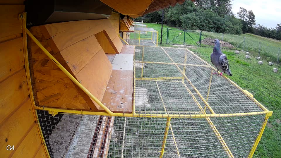 Pigeon Arrival Image For Race Final race 2