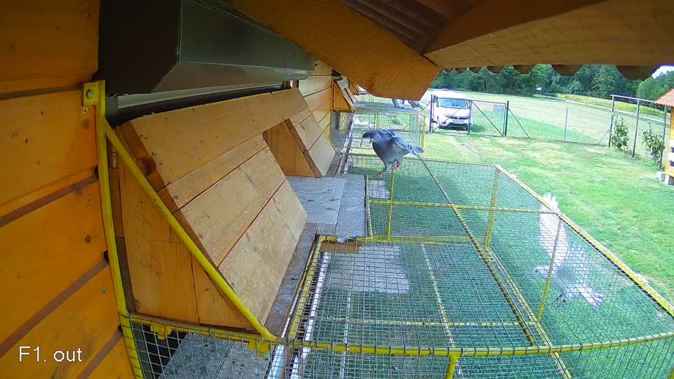 Pigeon Arrival Image For Race Race 4