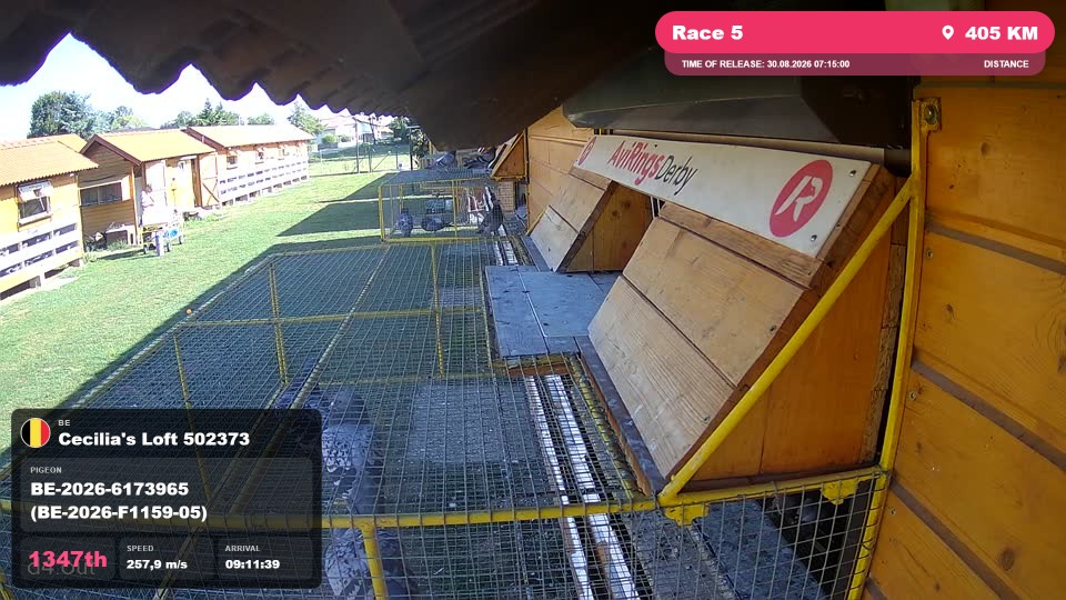 Pigeon Arrival Image For Race Race 5