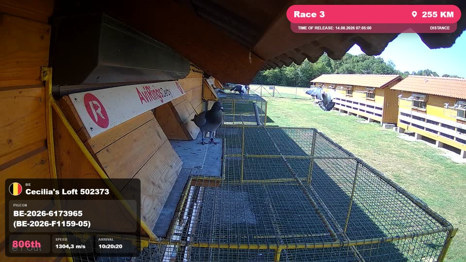 Pigeon Arrival Image For Race Race 3