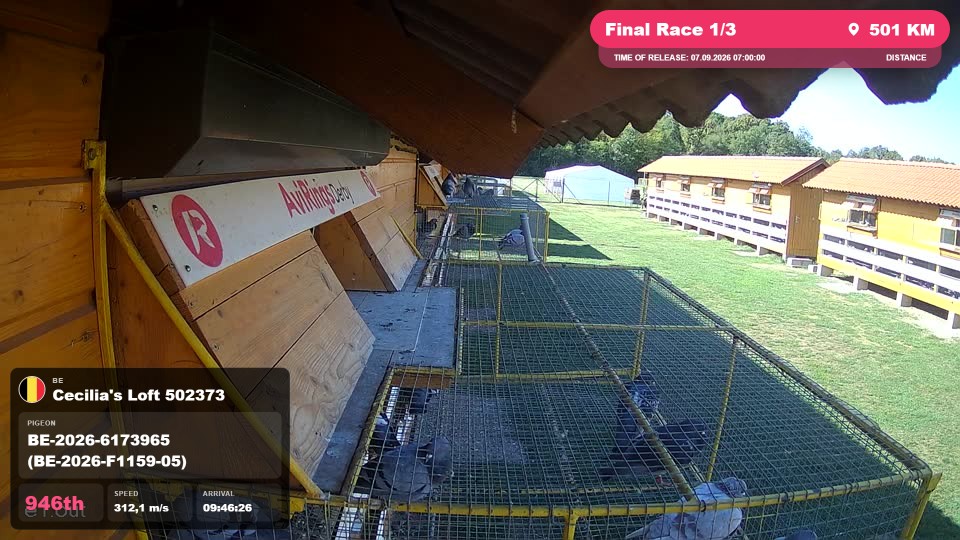 Pigeon Arrival Image For Race Final Race 1/3
