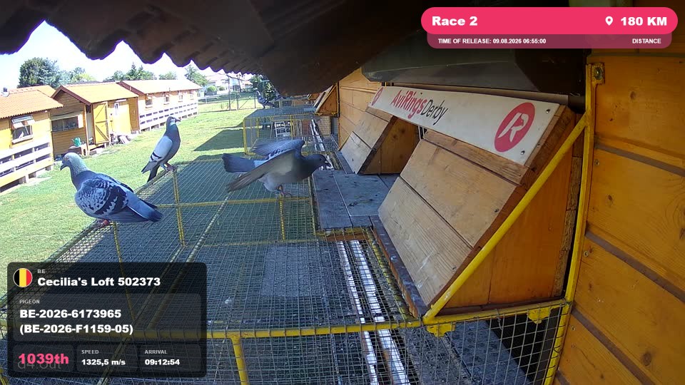 Pigeon Arrival Image For Race Race 2