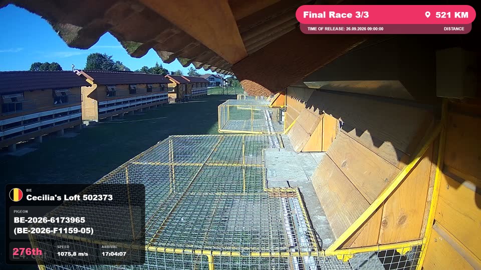 Pigeon Arrival Image For Race Final Race 3/3