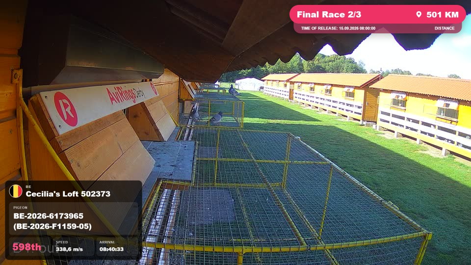 Pigeon Arrival Image For Race Final Race 2/3