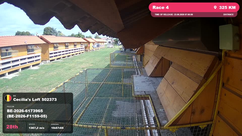 Pigeon Arrival Image For Race Race 4