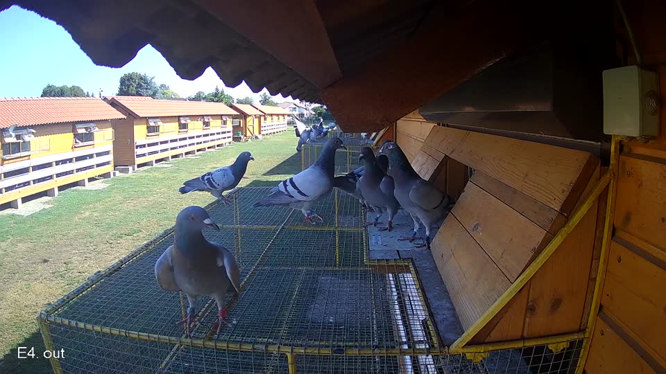 Pigeon Arrival Image For Race Race 2