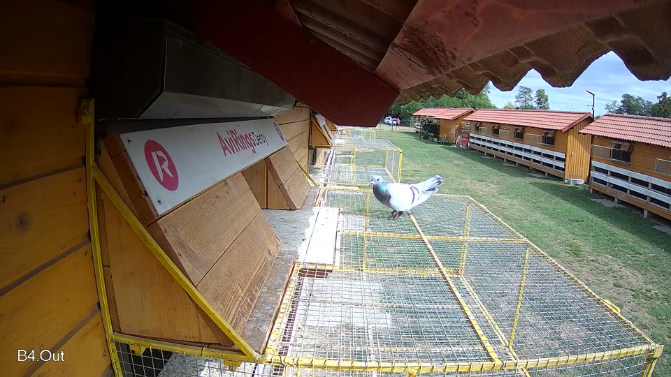 Pigeon Arrival Image For Race Race 4