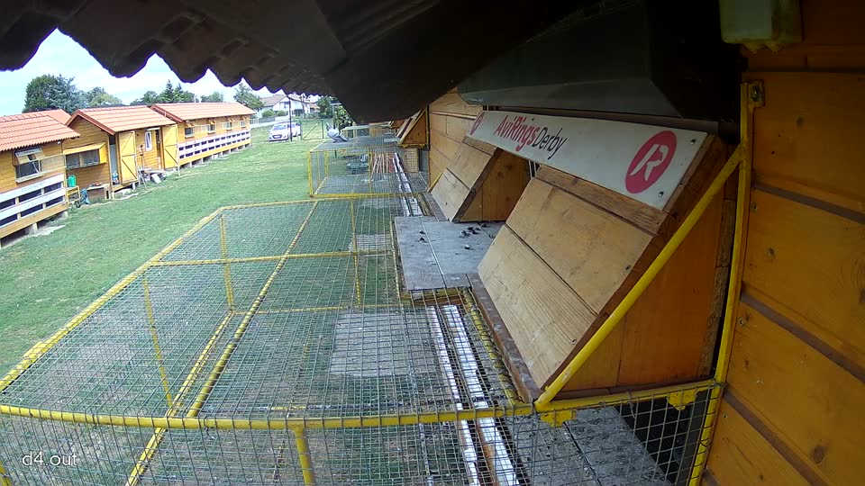 Pigeon Arrival Image For Race Race 4