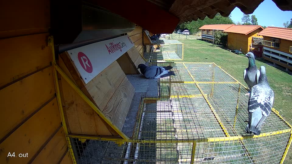 Pigeon Arrival Image For Race Race 5