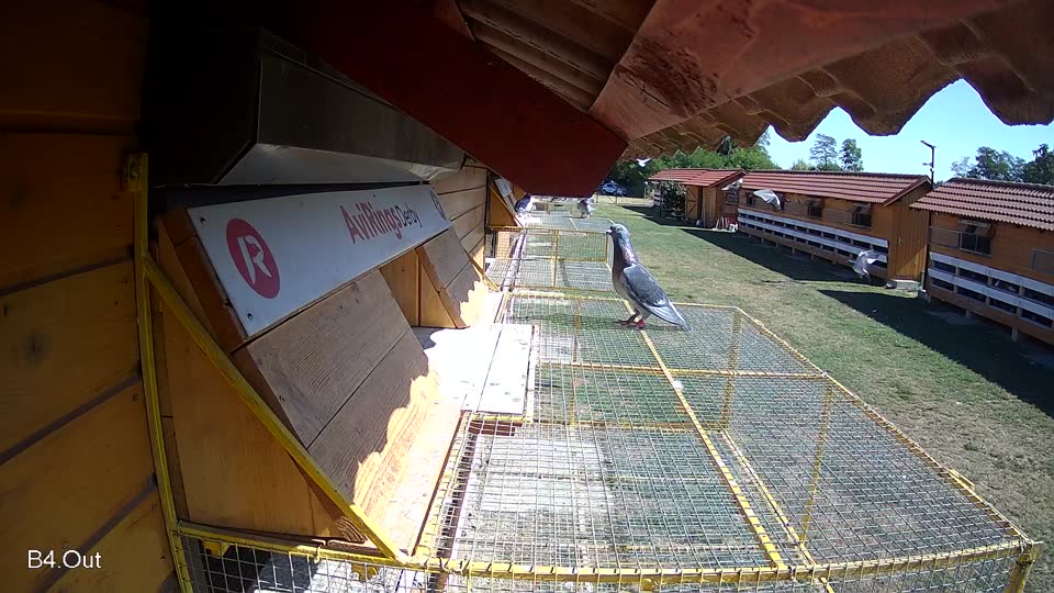 Pigeon Arrival Image For Race Race 3