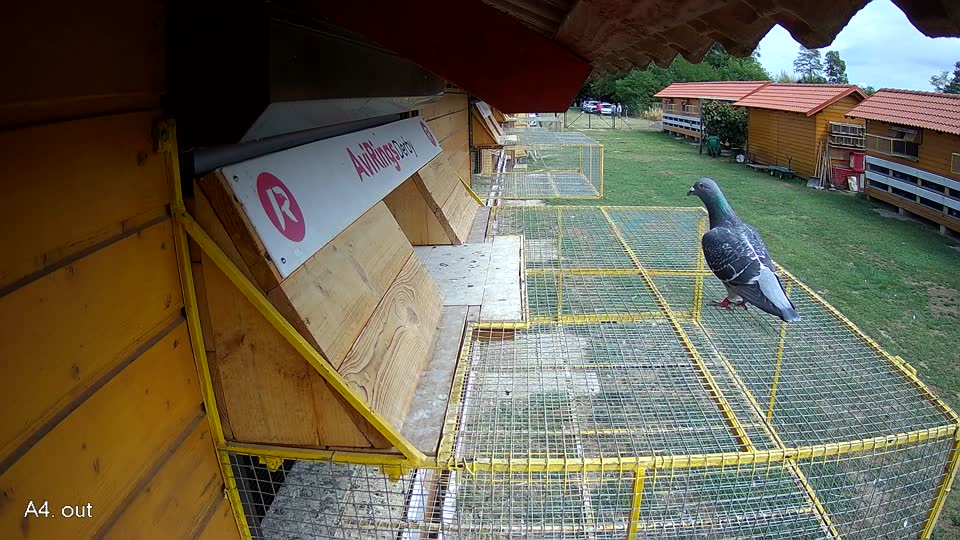 Pigeon Arrival Image For Race Race 4