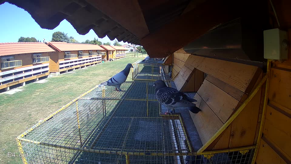 Pigeon Arrival Image For Race Race 3