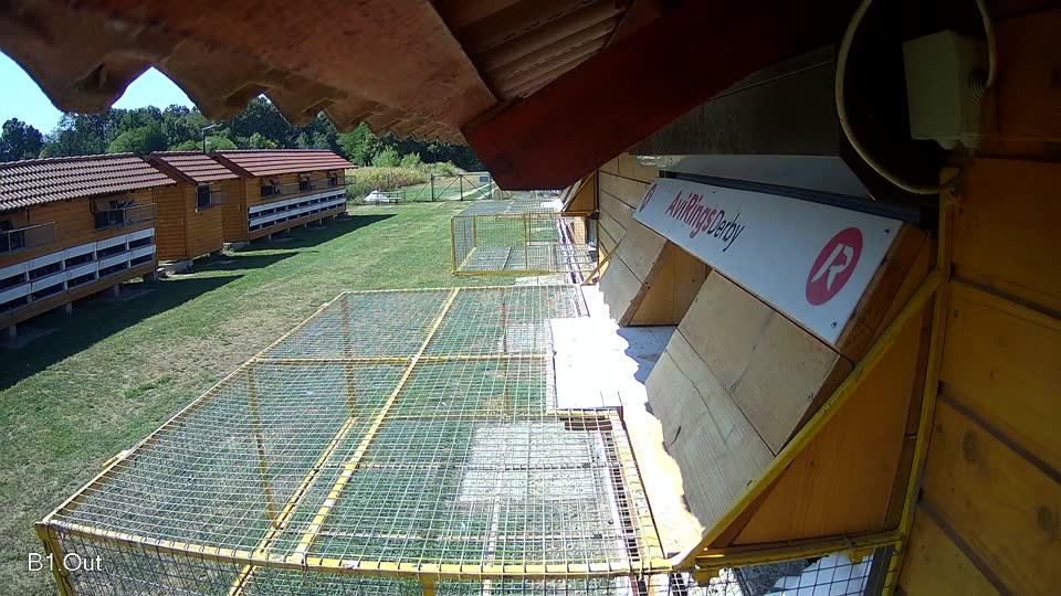 Pigeon Arrival Image For Race Race 2