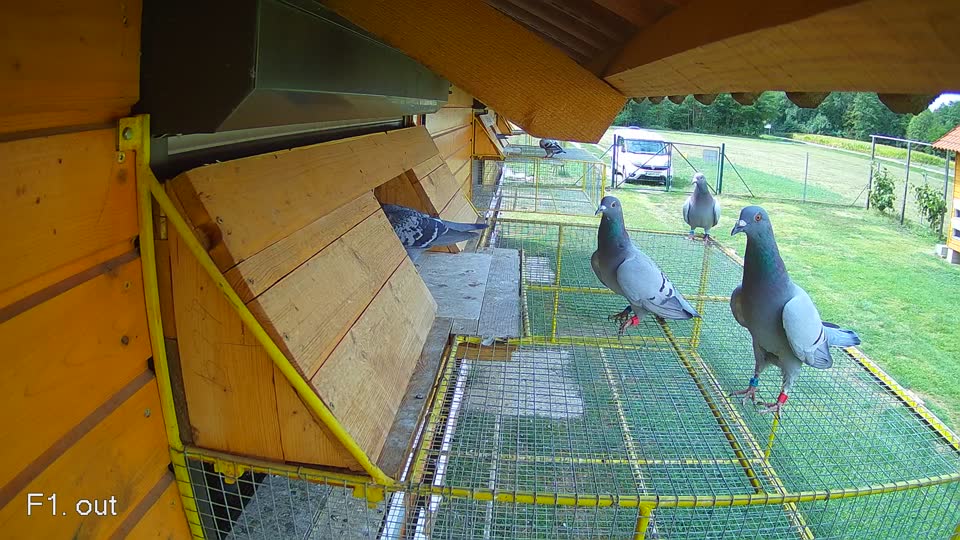 Pigeon Arrival Image For Race Race 4