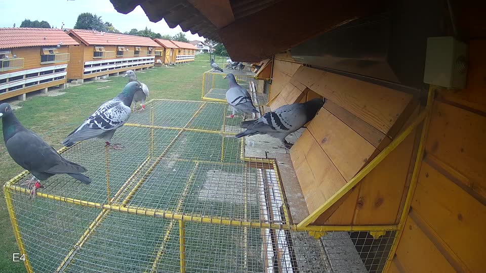 Pigeon Arrival Image For Race Race 3