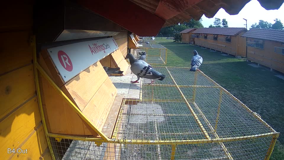Pigeon Arrival Image For Race Race 4