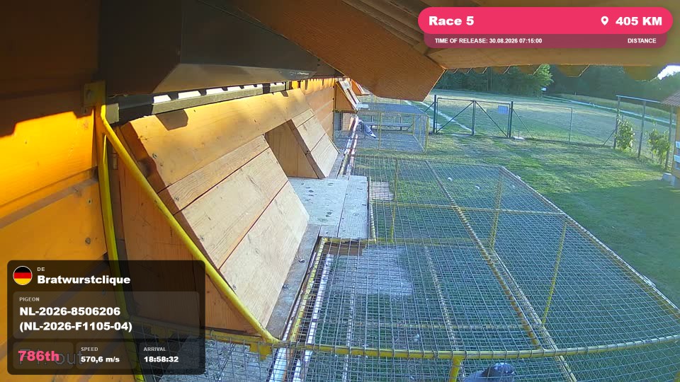 Pigeon Arrival Image For Race Race 5