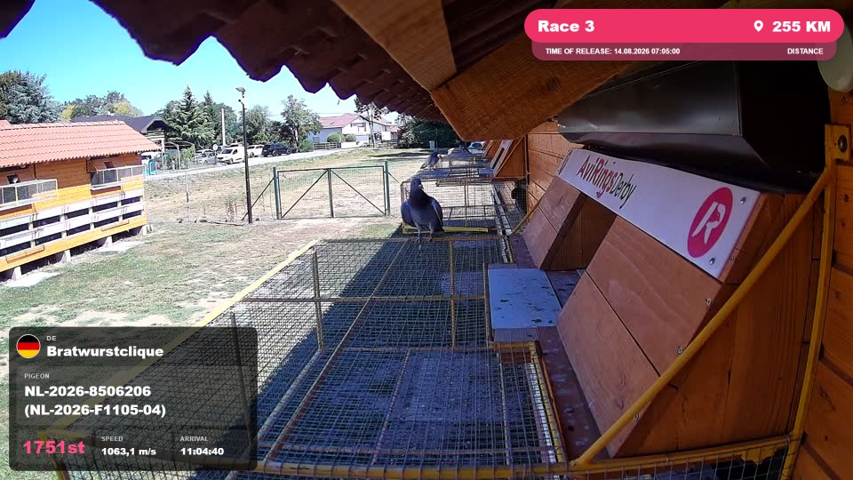 Pigeon Arrival Image For Race Race 3