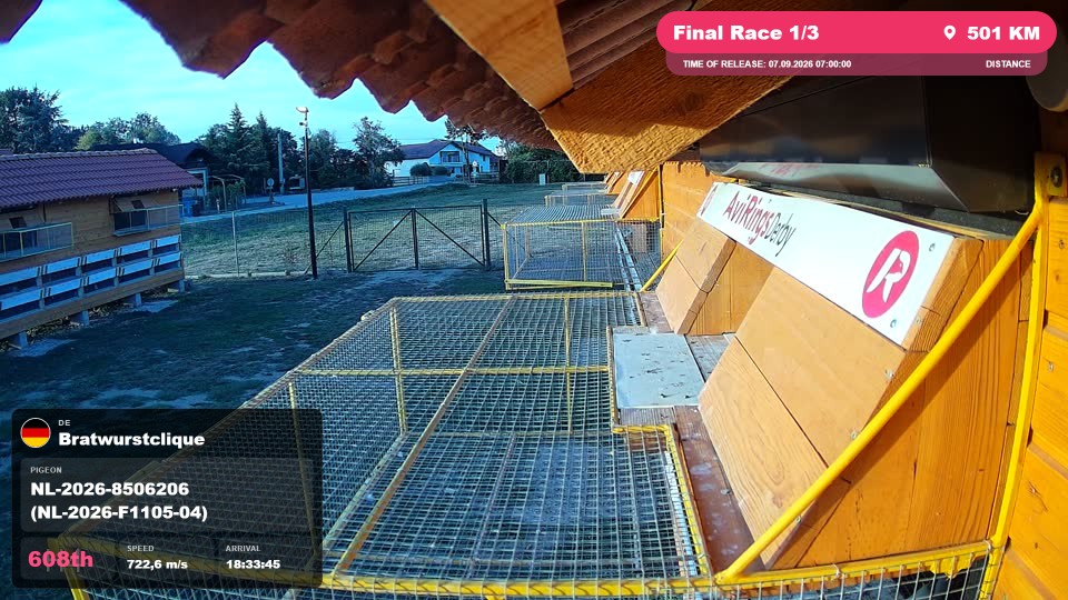 Pigeon Arrival Image For Race Final Race 1/3