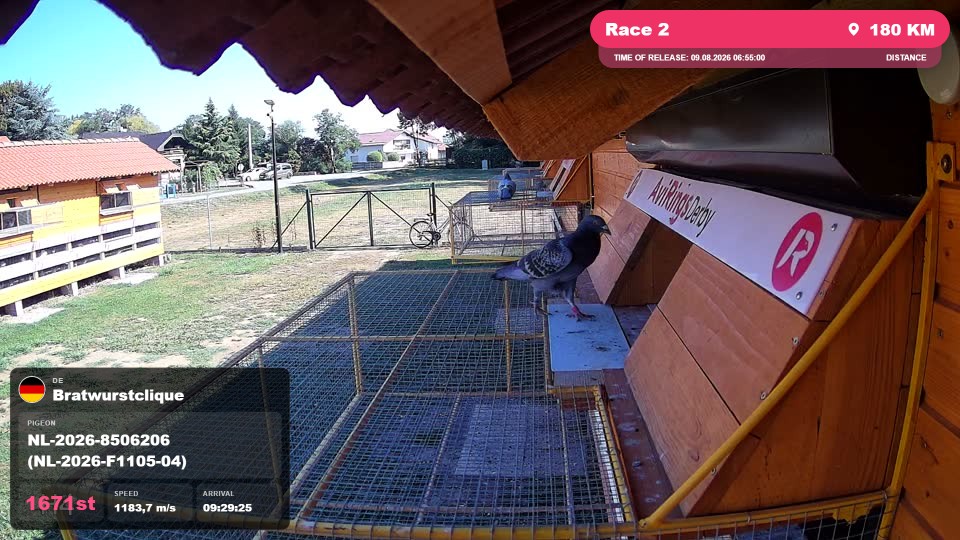 Pigeon Arrival Image For Race Race 2