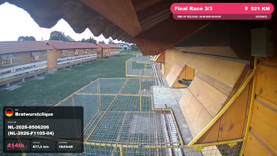 Pigeon Arrival Image For Race Final Race 3/3