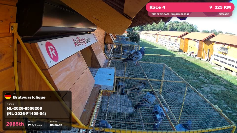 Pigeon Arrival Image For Race Race 4