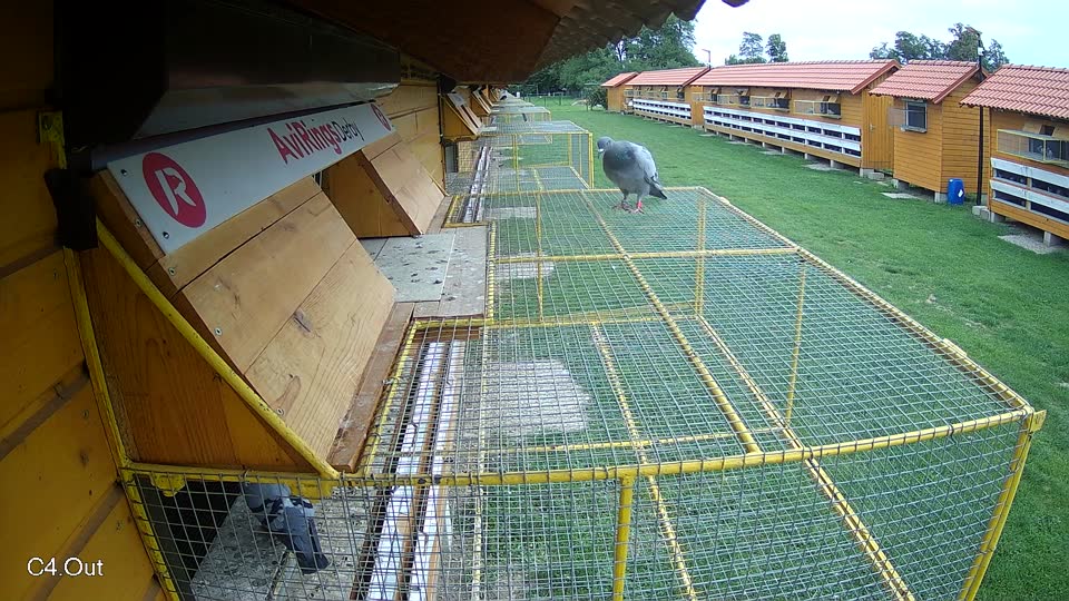 Pigeon Arrival Image For Race Race 6
