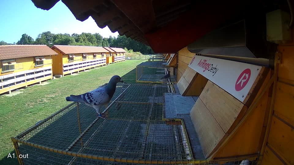 Pigeon Arrival Image For Race Race 5