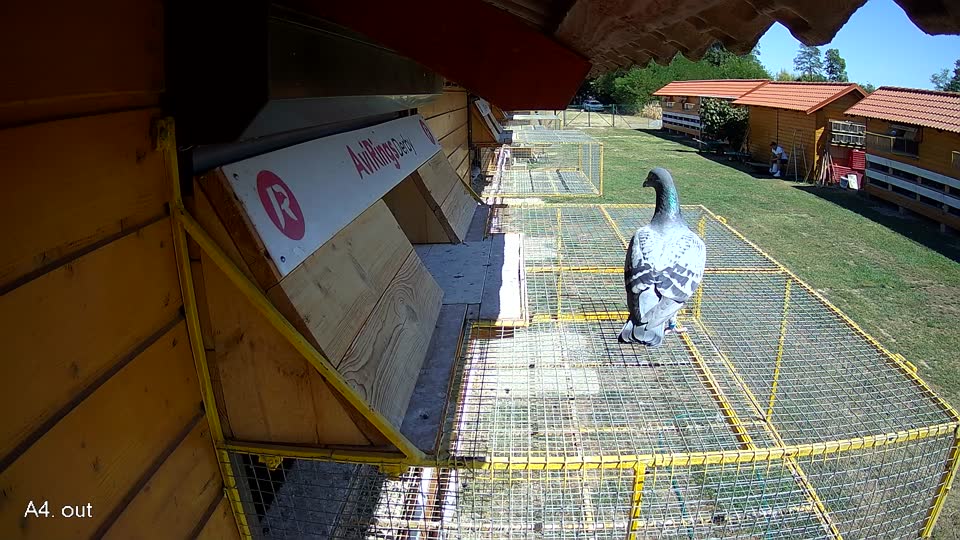 Pigeon Arrival Image For Race Race 3