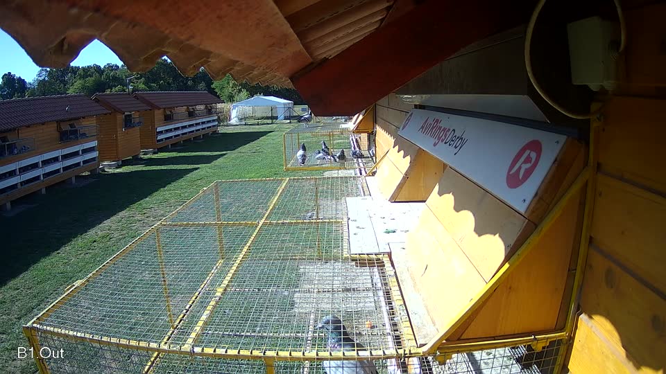 Pigeon Arrival Image For Race Final Race 1/3