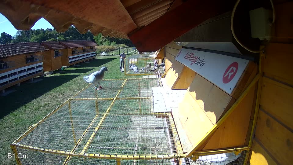 Pigeon Arrival Image For Race Race 5
