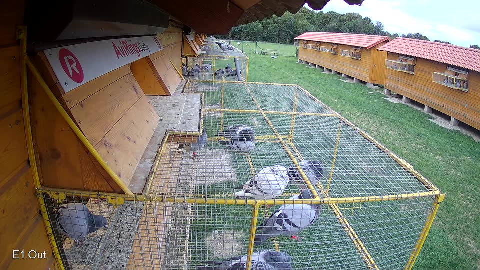 Pigeon Arrival Image For Race Race 6