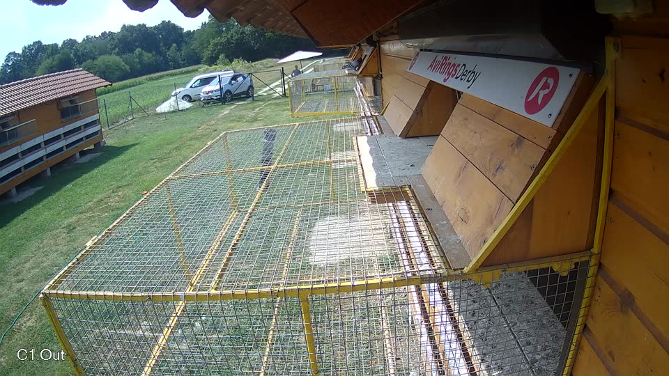 Pigeon Arrival Image For Race Race 4