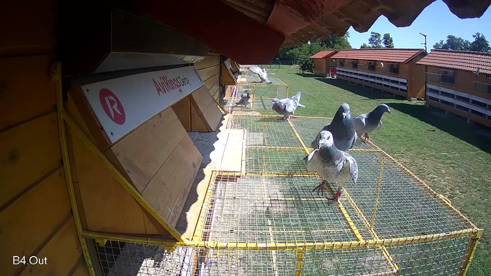 Pigeon Arrival Image For Race Race 2