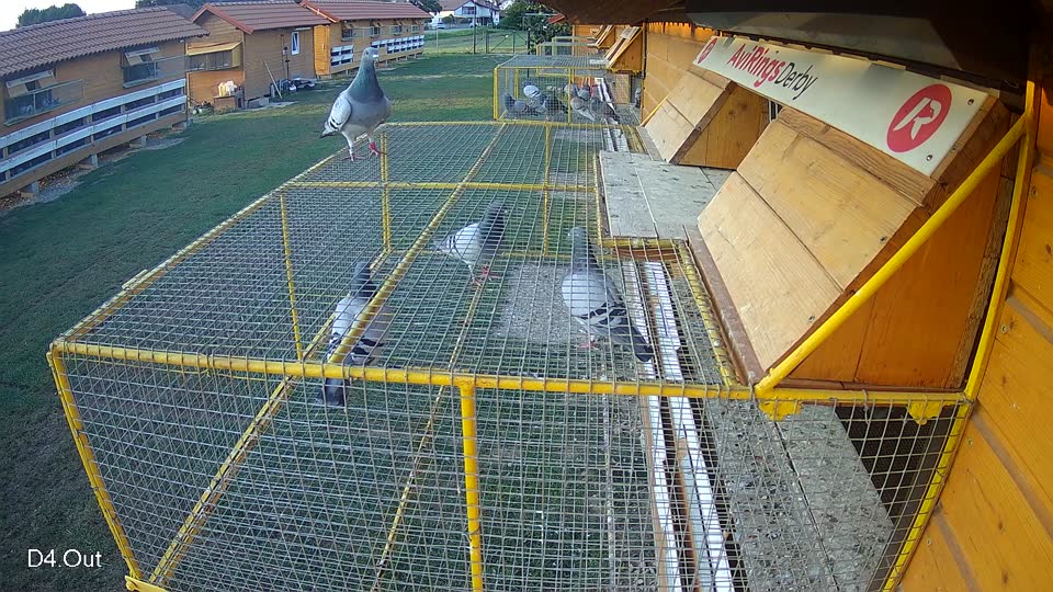 Pigeon Arrival Image For Race Race 3