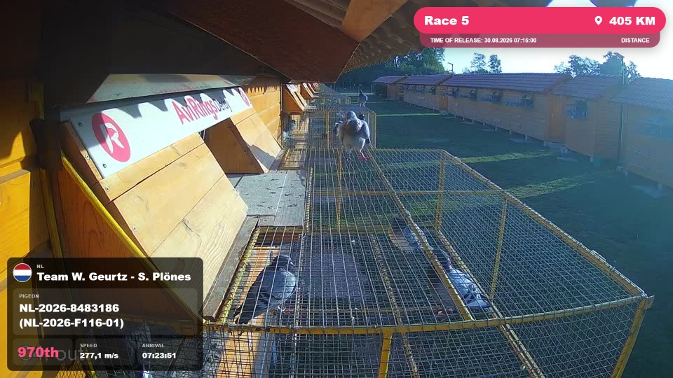 Pigeon Arrival Image For Race Race 5