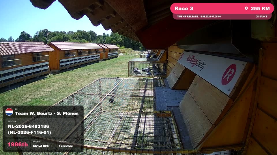 Pigeon Arrival Image For Race Race 3