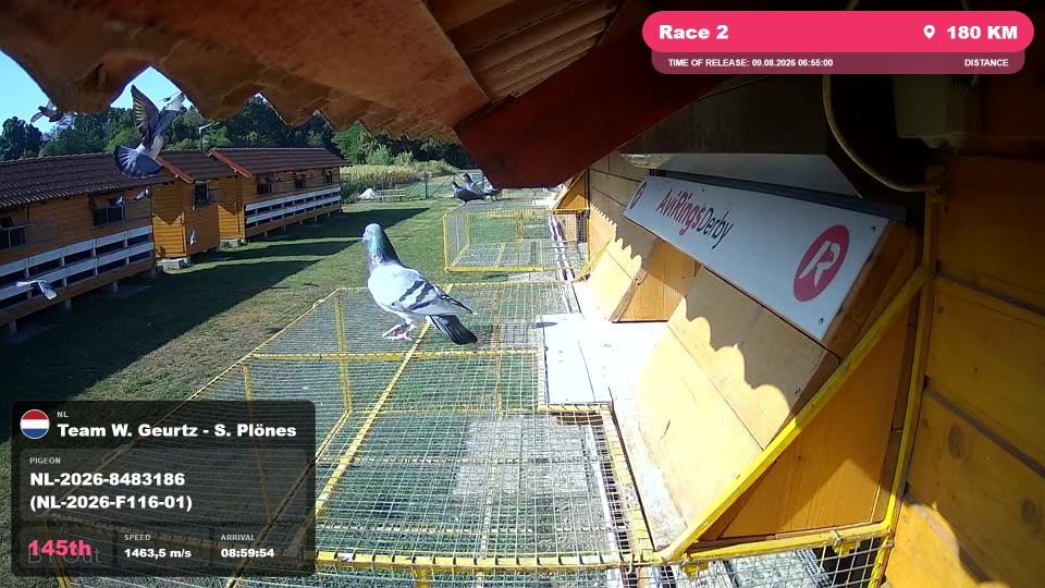 Pigeon Arrival Image For Race Race 2