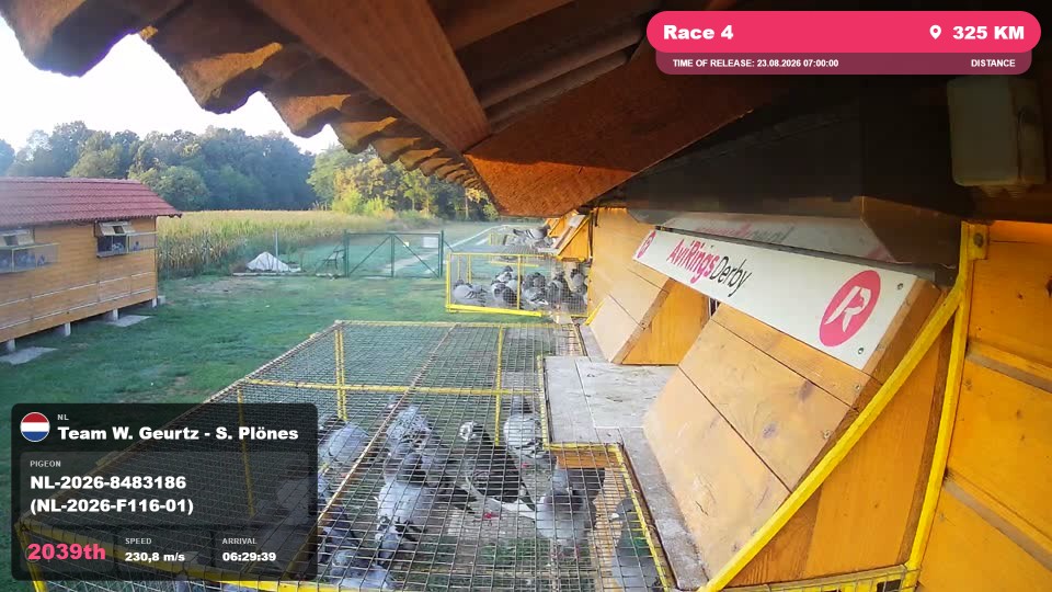 Pigeon Arrival Image For Race Race 4