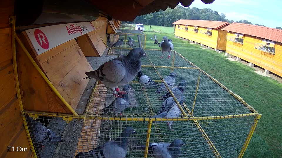 Pigeon Arrival Image For Race Final race 1