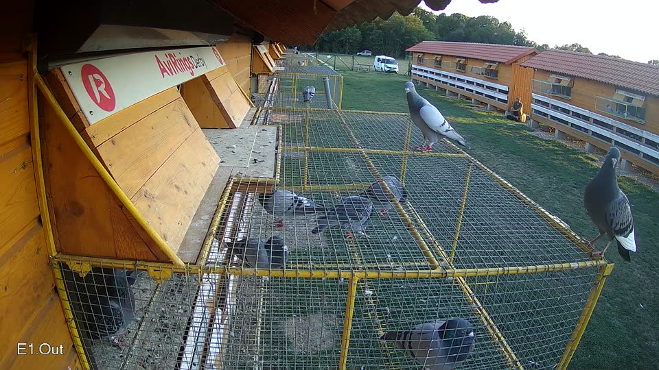 Pigeon Arrival Image For Race Race 5