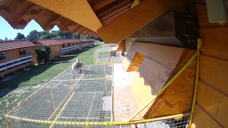 Pigeon Arrival Image For Race Race 2