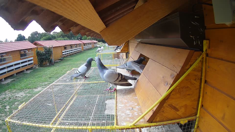 Pigeon Arrival Image For Race Race 4
